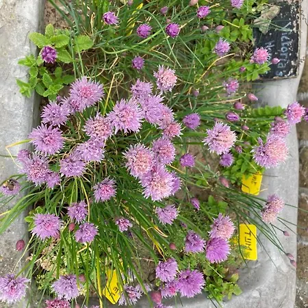 Victoria Fields Σπίτι διακοπών Diksmuide